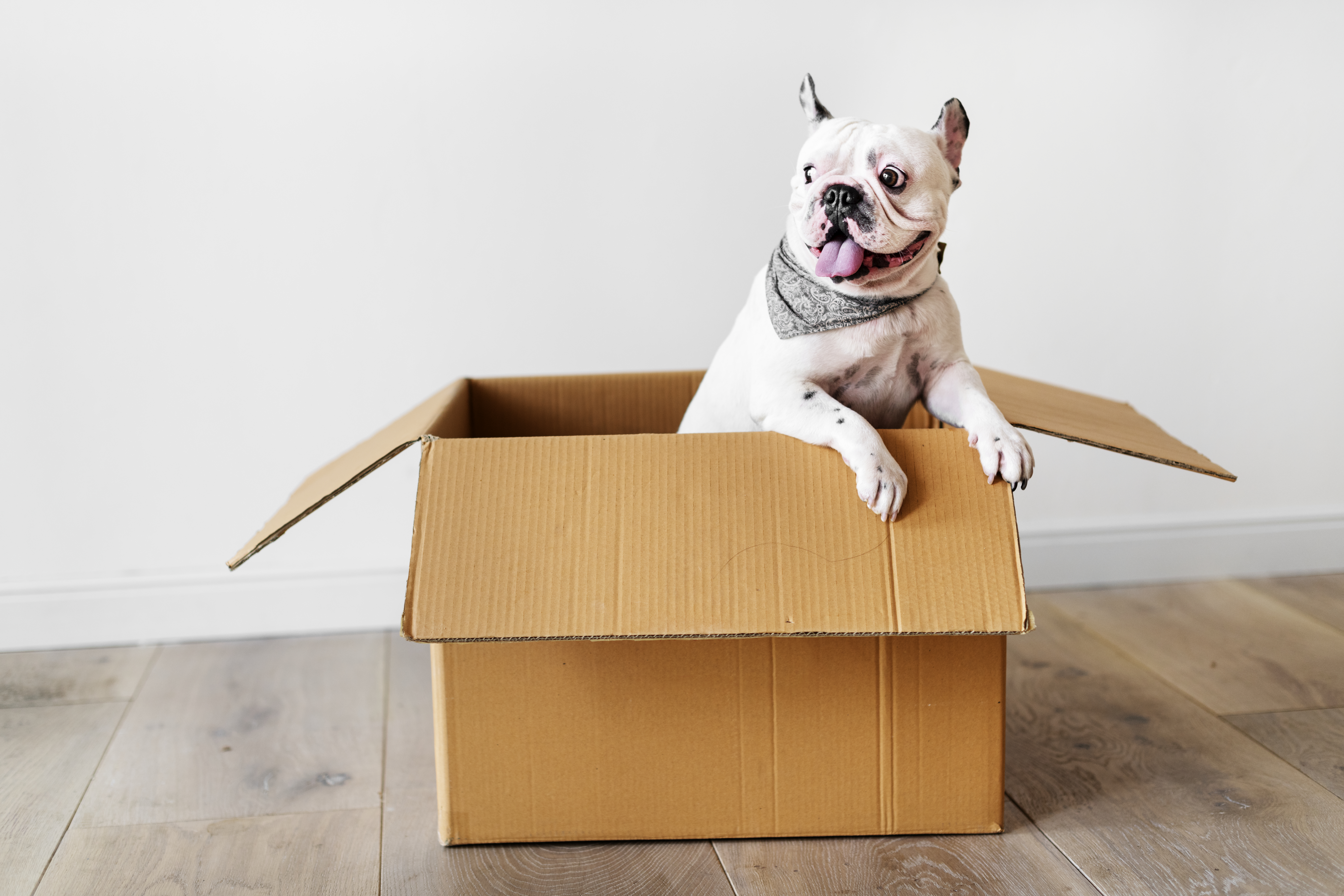 Pet Relocation